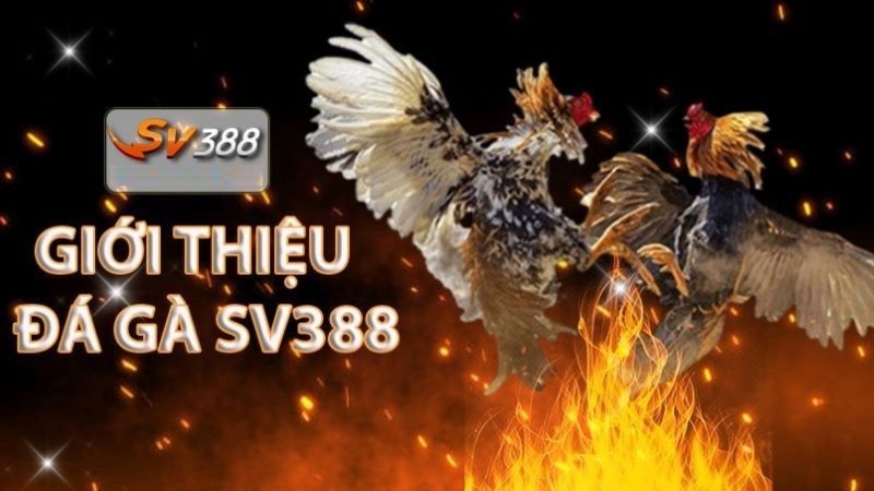 Ưu điểm khi gửi tiền cá cược tại Viu88 - Viu88